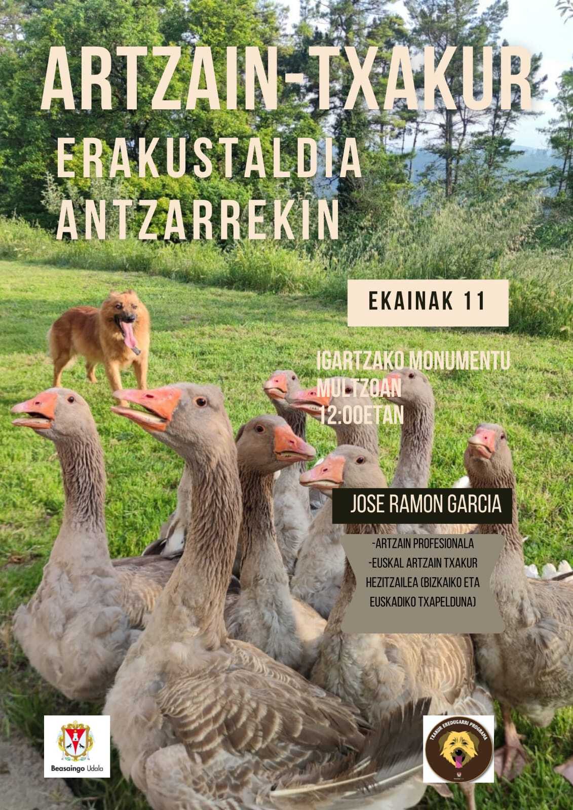 Artzain txakur erakustaldia antzarrekin