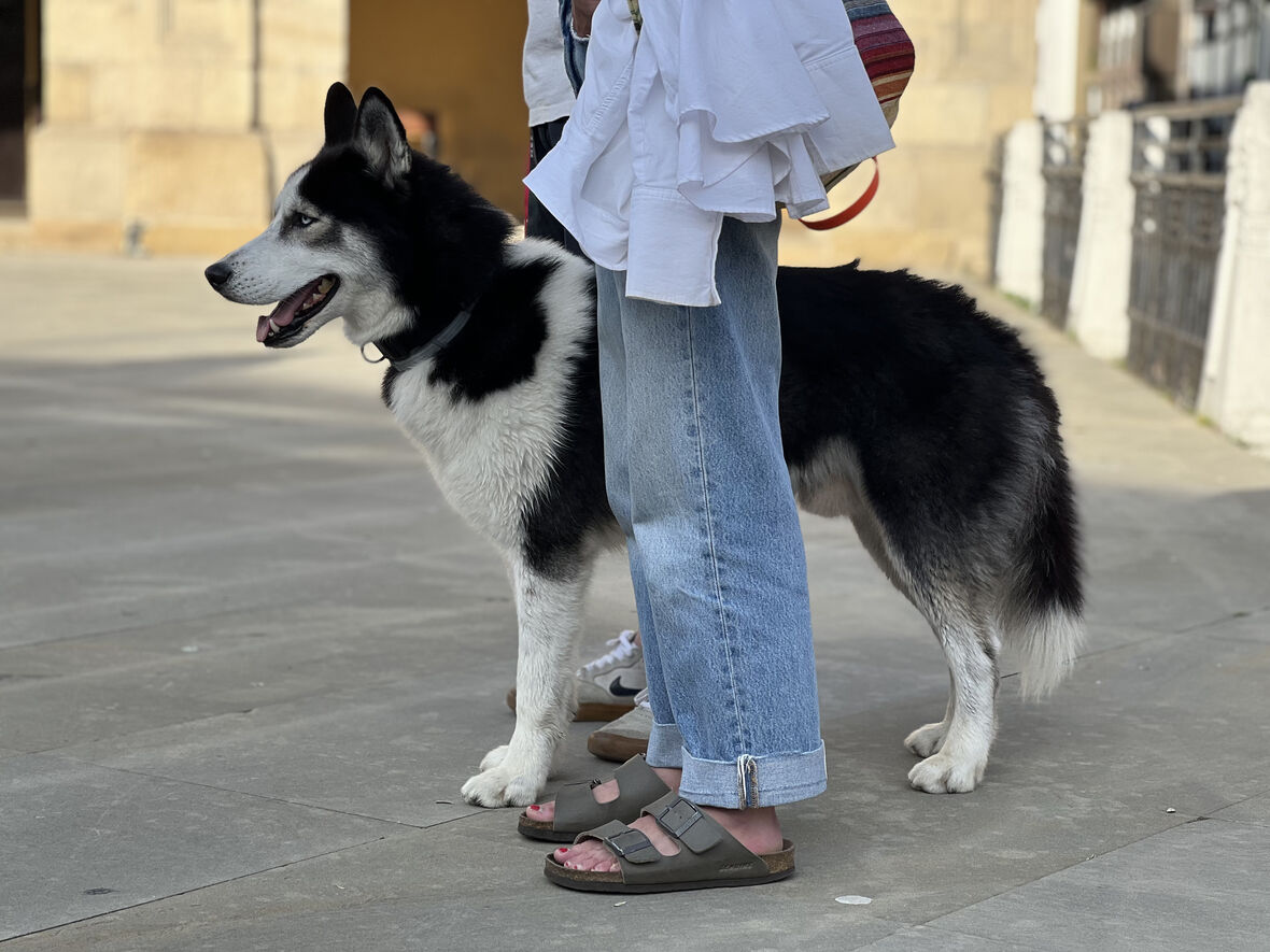 Nuevo curso formativo para propietarios de perro