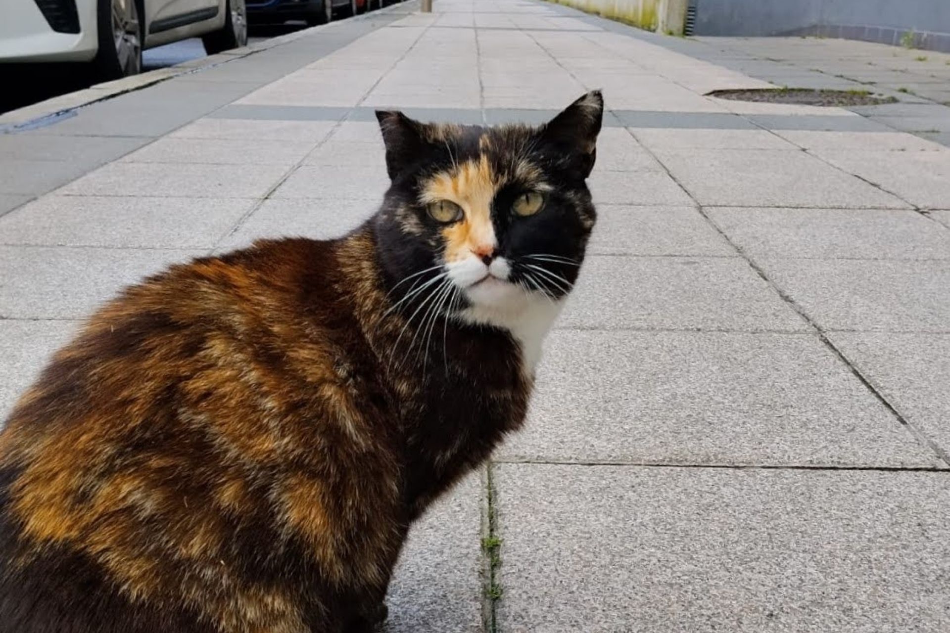 Udalak etxeko animalien ongizaterako araudiaren betebeharra gogorarazten du bizikidetza hobeago baten alde