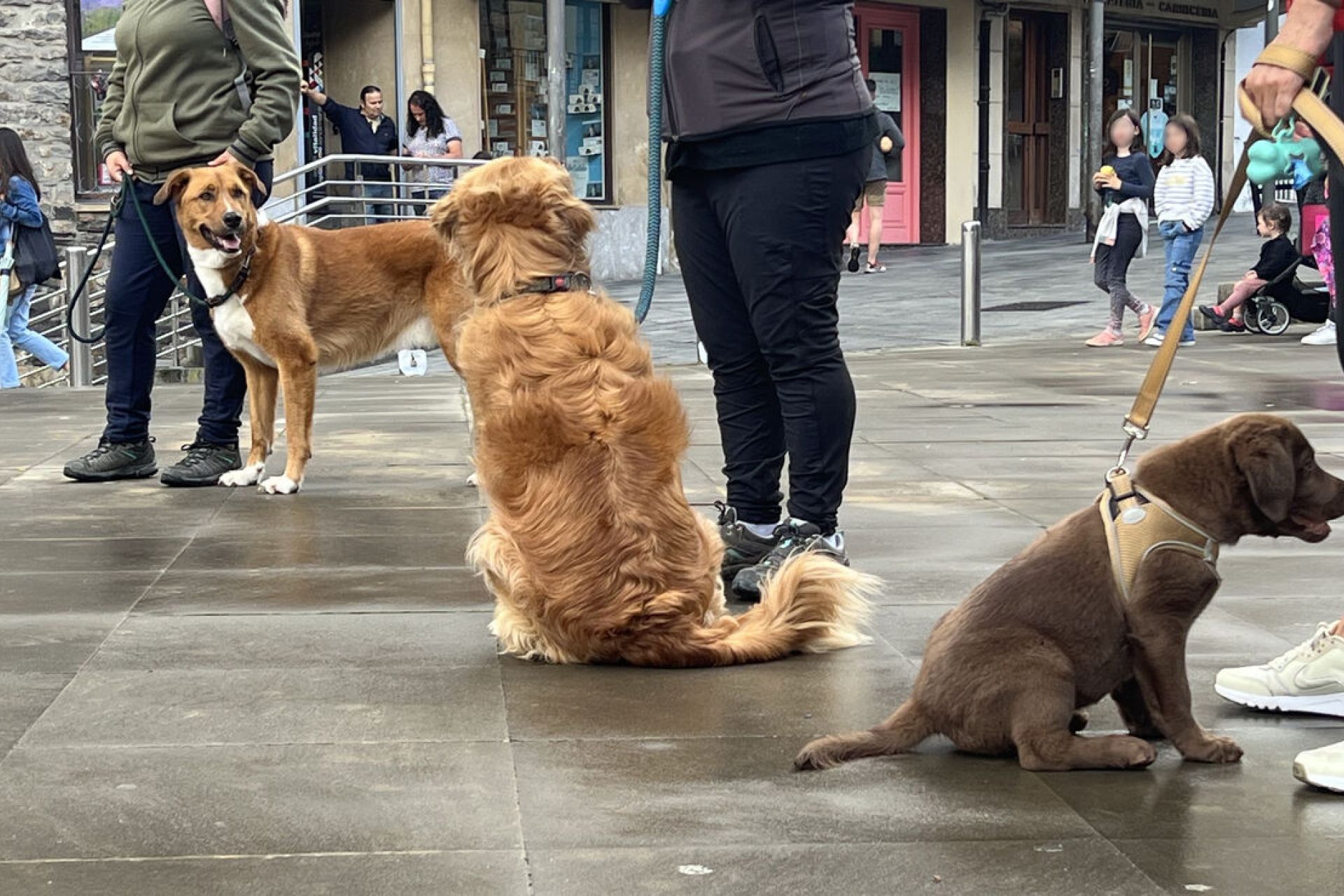 Nuevo curso formativo de propietario canino responsable