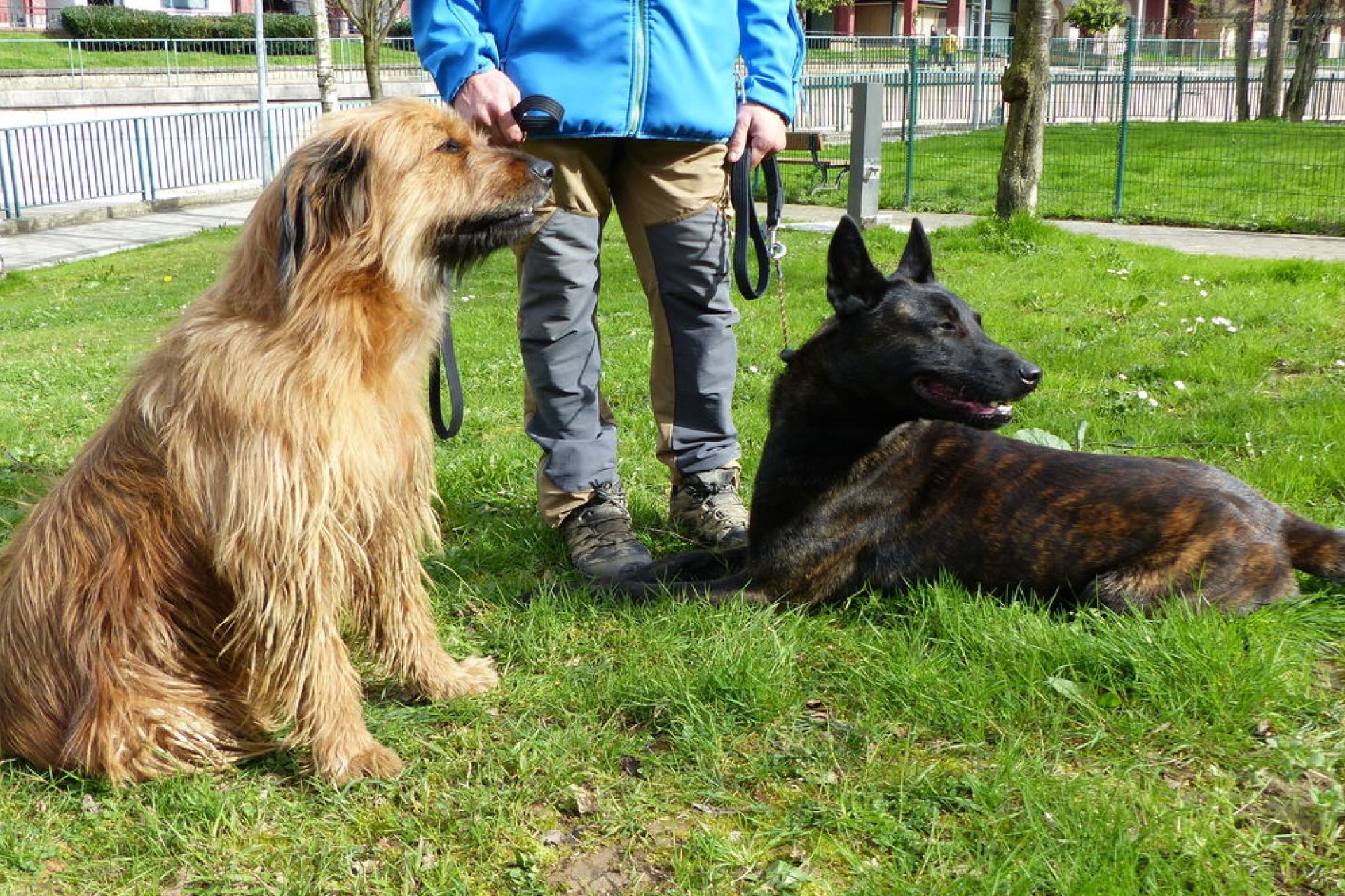 Udalak animaliak edukitzeko eta babesteko udal ordenantza berria jendaurrean jarri du ekarpenak jasotzeko