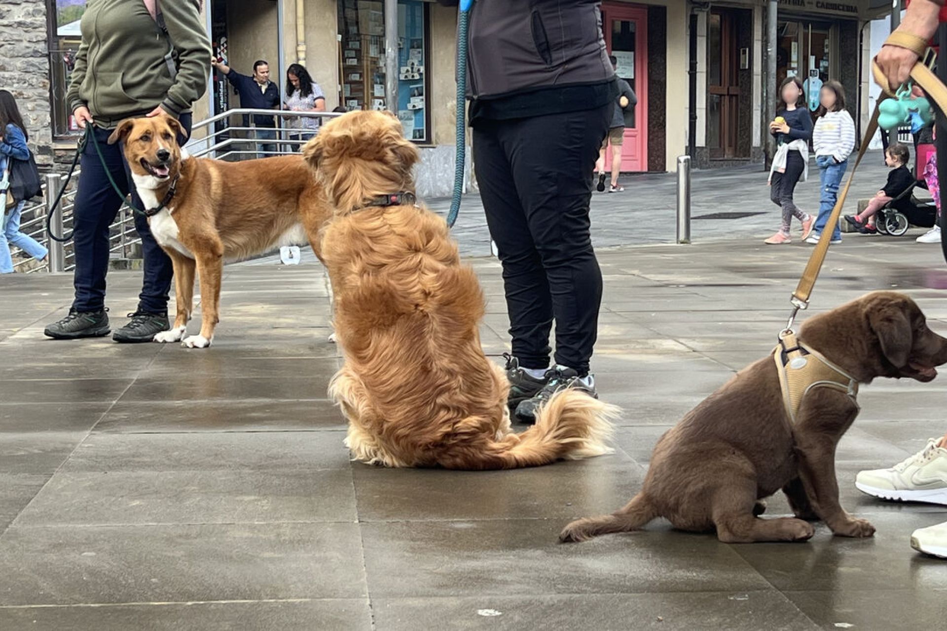 Nuevo curso formativo de propietario canino responsable